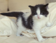 Wildfee's Norwegische Waldkatzen Wildfee's Osiris Pan - 5 Wochen alt