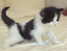 Wildfee's Norwegische Waldkatzen Wildfee's Osiris Pan - 5 Wochen alt