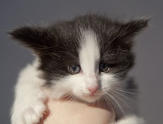 Wildfee's Norwegische Waldkatzen Wildfee's Osiris Pan - 5 Wochen alt