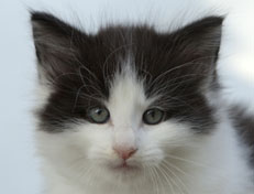 Wildfee's Norwegische Waldkatzen Wildfee's Odin Pan - 6 Wochen alt