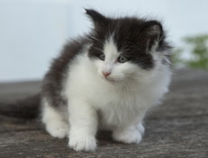 Wildfee's Norwegische Waldkatzen Wildfee's Odin Pan - 6 Wochen alt