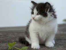 Wildfee's Norwegische Waldkatzen Wildfee's Odin Pan - 6 Wochen alt