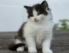 Wildfee's Norwegische Waldkatzen Wildfee's Odin Pan - 6 Wochen alt