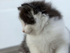 Wildfee's Norwegische Waldkatzen Wildfee's Odin Pan - 6 Wochen alt