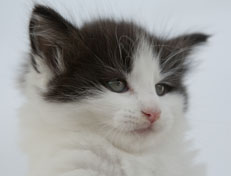 Wildfee's Norwegische Waldkatzen Wildfee's Odin Pan - 6 Wochen alt