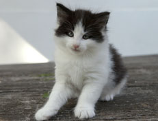 Wildfee's Norwegische Waldkatzen Wildfee's Odin Pan - 6 Wochen alt