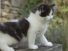 Wildfee's Norwegische Waldkatzen Wildfee's Odin Pan - 6 Wochen alt