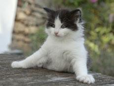 Wildfee's Norwegische Waldkatzen Wildfee's Odin Pan - 6 Wochen alt