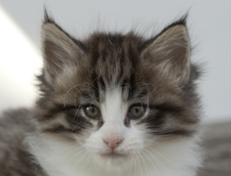 Wildfee's Norwegische Waldkatzen Wildfee's Oh Johnny - 6 Wochen alt