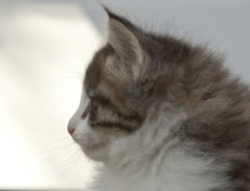 Wildfee's Norwegische Waldkatzen Wildfee's Oh Johnny - 6 Wochen alt