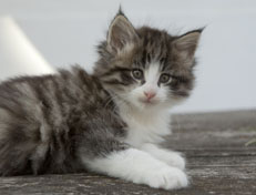 Wildfee's Norwegische Waldkatzen Wildfee's Oh Johnny - 6 Wochen alt