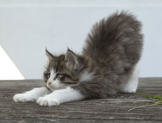 Wildfee's Norwegische Waldkatzen Wildfee's Oh Johnny - 6 Wochen alt