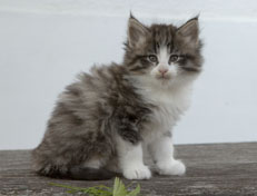 Wildfee's Norwegische Waldkatzen Wildfee's Oh Johnny - 6 Wochen alt