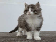 Wildfee's Norwegische Waldkatzen Wildfee's Oh Johnny - 6 Wochen alt