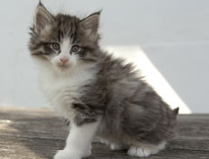 Wildfee's Norwegische Waldkatzen Wildfee's Oh Johnny - 6 Wochen alt