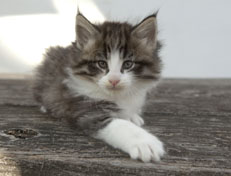 Wildfee's Norwegische Waldkatzen Wildfee's Oh Johnny - 6 Wochen alt