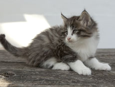 Wildfee's Norwegische Waldkatzen Wildfee's Oh Johnny - 6 Wochen alt