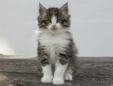 Wildfee's Norwegische Waldkatzen Wildfee's Oh Johnny - 6 Wochen alt