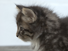 Wildfee's Norwegische Waldkatzen Wildfee's Ole Dynamit - 6 Wochen alt