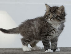 Wildfee's Norwegische Waldkatzen Wildfee's Ole Dynamit - 6 Wochen alt