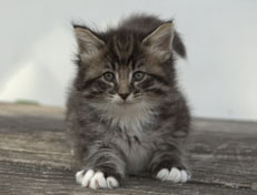 Wildfee's Norwegische Waldkatzen Wildfee's Ole Dynamit - 6 Wochen alt