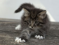 Wildfee's Norwegische Waldkatzen Wildfee's Ole Dynamit - 6 Wochen alt