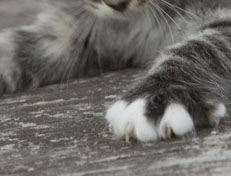 Wildfee's Norwegische Waldkatzen Wildfee's Ole Dynamit - 6 Wochen alt