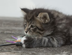 Wildfee's Norwegische Waldkatzen Wildfee's Ole Dynamit - 6 Wochen alt