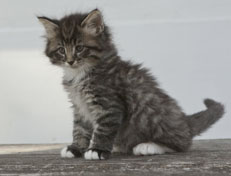 Wildfee's Norwegische Waldkatzen Wildfee's Ole Dynamit - 6 Wochen alt