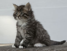 Wildfee's Norwegische Waldkatzen Wildfee's Ole Dynamit - 6 Wochen alt