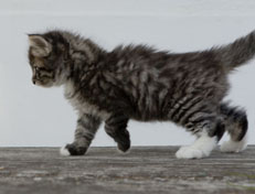 Wildfee's Norwegische Waldkatzen Wildfee's Ole Dynamit - 6 Wochen alt