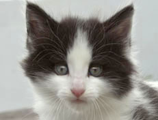 Wildfee's Norwegische Waldkatzen Wildfee's Osiris Pan - 6 Wochen alt