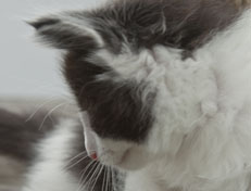 Wildfee's Norwegische Waldkatzen Wildfee's Osiris Pan - 6 Wochen alt