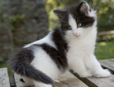 Wildfee's Norwegische Waldkatzen Wildfee's Osiris Pan - 6 Wochen alt