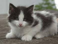 Wildfee's Norwegische Waldkatzen Wildfee's Osiris Pan - 6 Wochen alt