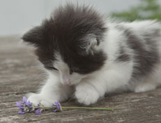 Wildfee's Norwegische Waldkatzen Wildfee's Osiris Pan - 6 Wochen alt