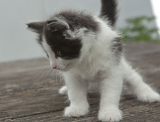 Wildfee's Norwegische Waldkatzen Wildfee's Osiris Pan - 6 Wochen alt