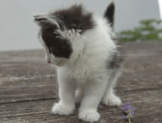 Wildfee's Norwegische Waldkatzen Wildfee's Osiris Pan - 6 Wochen alt