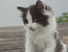 Wildfee's Norwegische Waldkatzen Wildfee's Osiris Pan - 6 Wochen alt