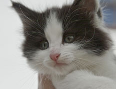 Wildfee's Norwegische Waldkatzen Wildfee's Osiris Pan - 6 Wochen alt