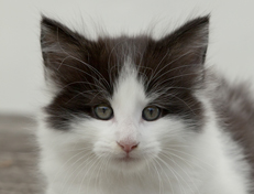 Wildfee's Norwegische Waldkatzen Wildfee's Odin Pan - 7 Wochen alt