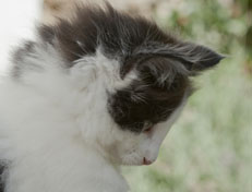 Wildfee's Norwegische Waldkatzen Wildfee's Odin Pan - 7 Wochen alt