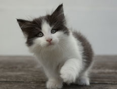 Wildfee's Norwegische Waldkatzen Wildfee's Odin Pan - 7 Wochen alt