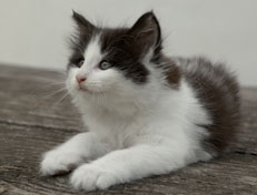 Wildfee's Norwegische Waldkatzen Wildfee's Odin Pan - 7 Wochen alt