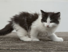 Wildfee's Norwegische Waldkatzen Wildfee's Odin Pan - 7 Wochen alt