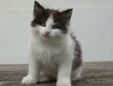 Wildfee's Norwegische Waldkatzen Wildfee's Odin Pan - 7 Wochen alt