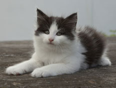 Wildfee's Norwegische Waldkatzen Wildfee's Odin Pan - 7 Wochen alt