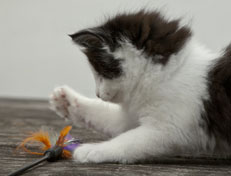 Wildfee's Norwegische Waldkatzen Wildfee's Odin Pan - 7 Wochen alt