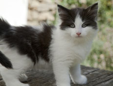 Wildfee's Norwegische Waldkatzen Wildfee's Odin Pan - 7 Wochen alt