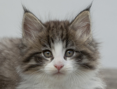 Wildfee's Norwegische Waldkatzen Wildfee's Oh Johnny - 7 Wochen alt